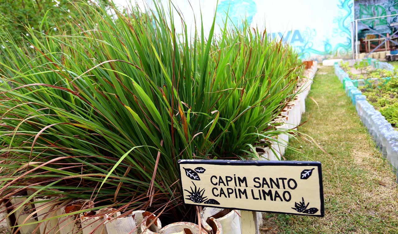 plantação de capim santo